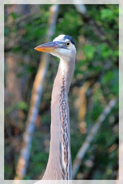 Great Blue Heron