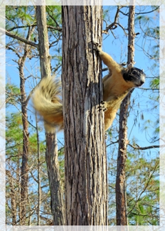 big-cypress-fox-squirrel