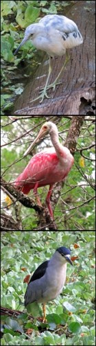 little blue heron (juv) - roseate spoonbill - black crowned night heron