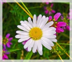 oxeye daisy