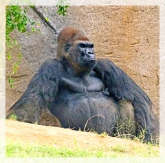 upland gorilla