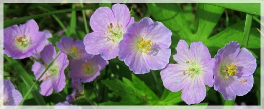 wild geranium