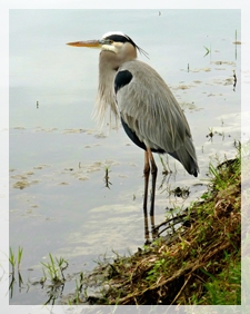 great-blue-heron