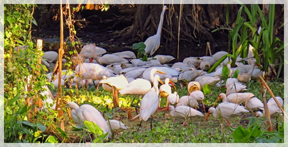 ibis - corkscrew swamp sanctuary