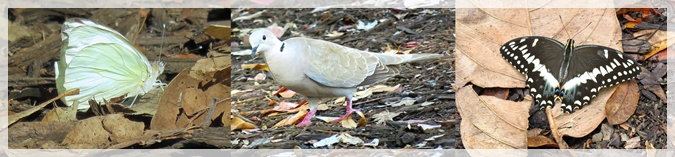 great southern white butterfly - collared dove - giant swallowtail