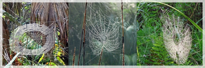 spider webs - corckscrew swamp