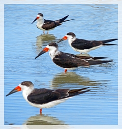Black Skimmers - Clam Pass