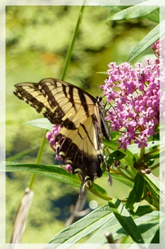 tiger swallowtail butterfly