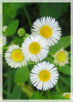 daisy fleabane