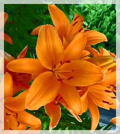 day lily