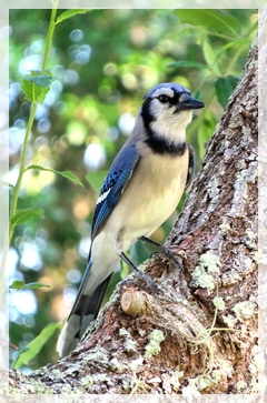 Blue Jay