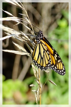 monarch-butterfly