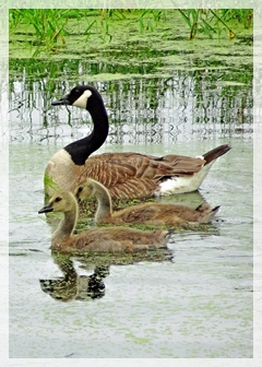Canada goose - goslings