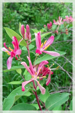 honeysuckle