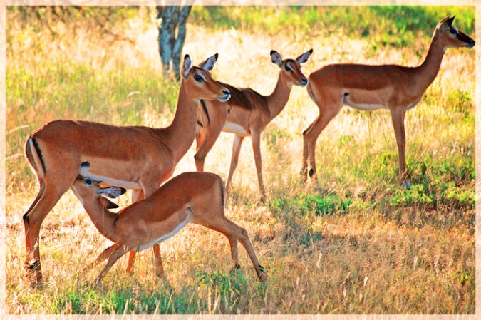 Impala - Tanzania