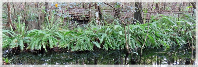 nursery log - corkscrew swamp