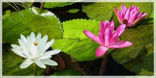 tropical water lilies