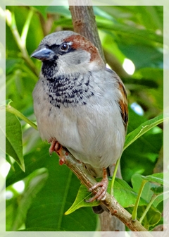 Sparrow
