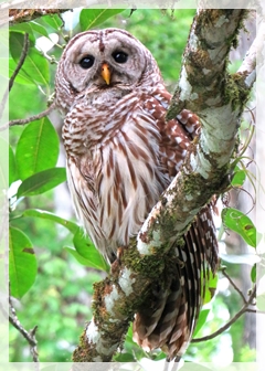 barred owl