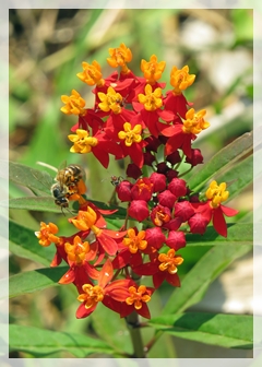 butterfly weed