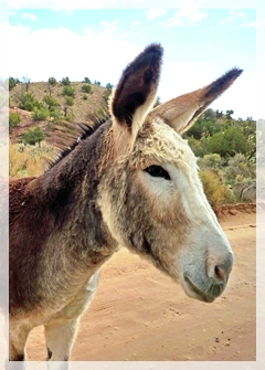 donkey