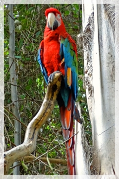 maccaw - naples zoo