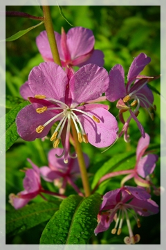 fireweed