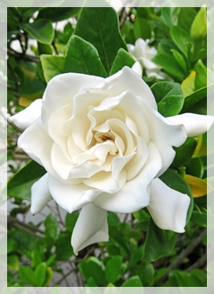 GARDENIA