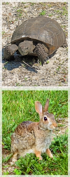 gopher tortoise - rabbit