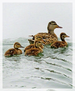 mallard - baby duckings