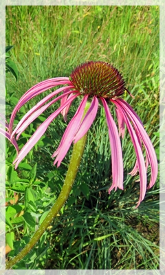 pale purple coneflower