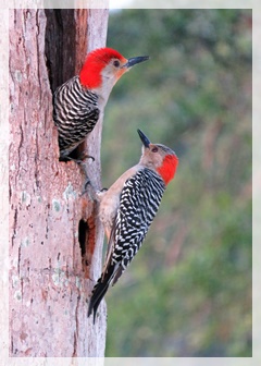 red bellied woodpecker