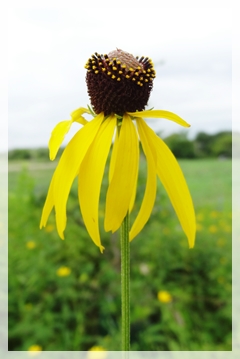 gray-headed or prairie coneflower