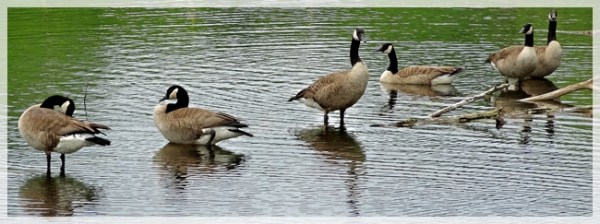 CANADA GEESE