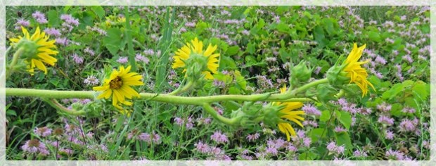 compass plant