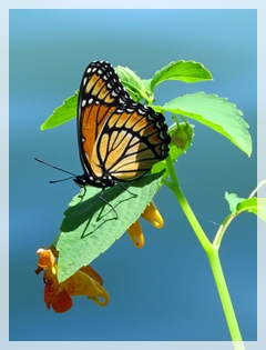 viceroy butterfly