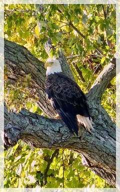 bald eagle