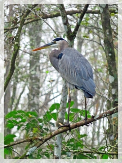 great blue heron
