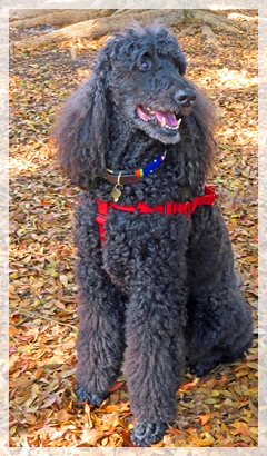 standard poodle