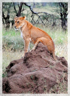 lion - tanzania