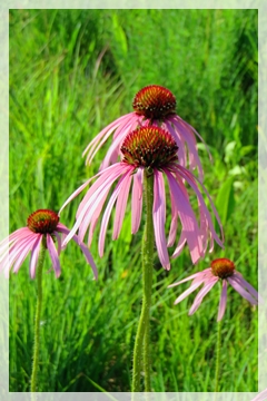 pale purple cone flower