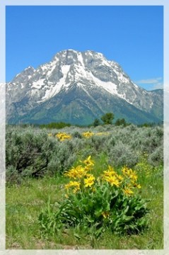 Grand Tetons - rubber rabbit brush