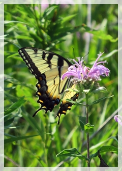 tiger swallowtail butterfly on bergamot