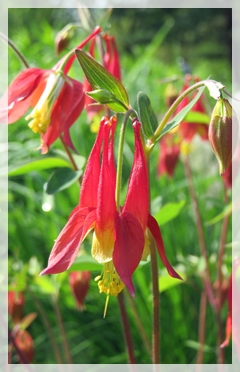 columbine
