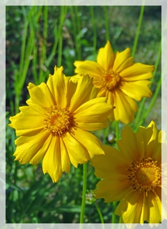 coreopsis