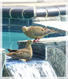mourning doves in pool