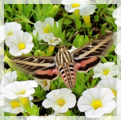 hummingbird moth - sphinx moth