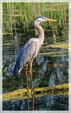 great blue heron