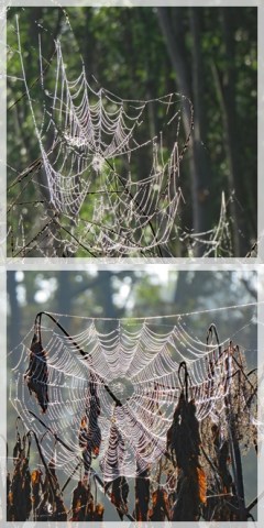 spider webs