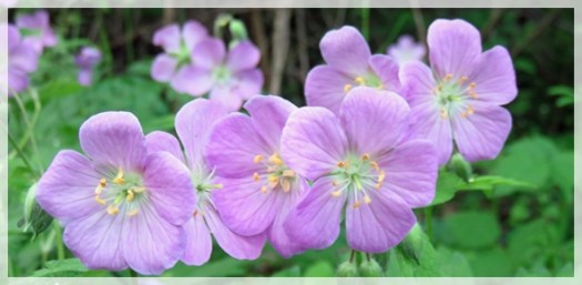 wild geranium